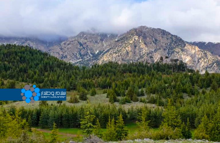 climate change has damaged forests 1