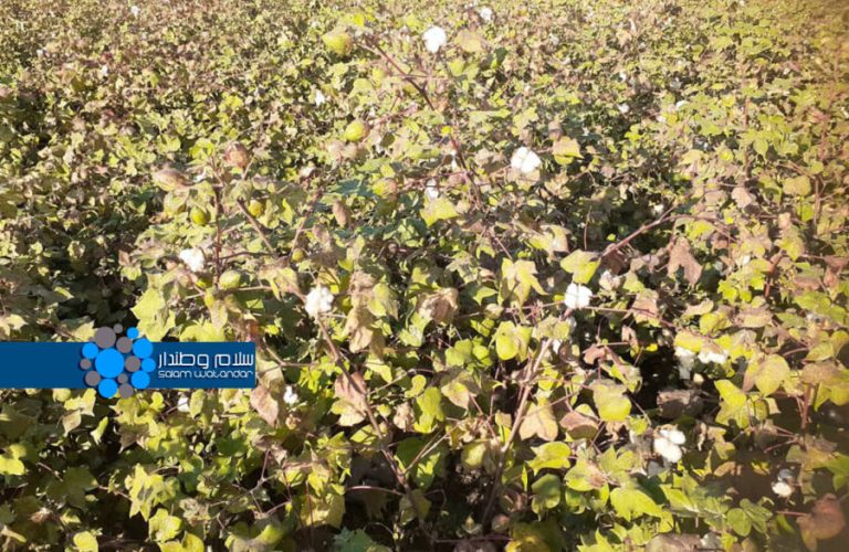 cotton planting