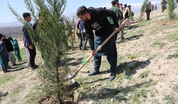 planting saplings2.jpg
