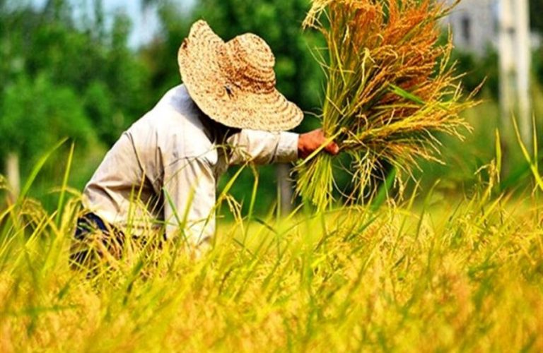 rice paddy field ۱