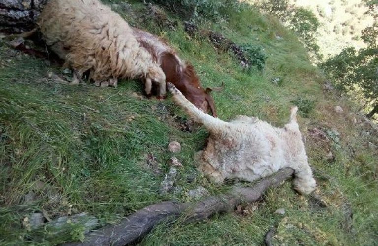 ازبین‌رفتن مواشی در کنر