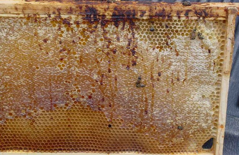 اسهال-در-اثر-بیماری-نوزما-زنبور-عسل
