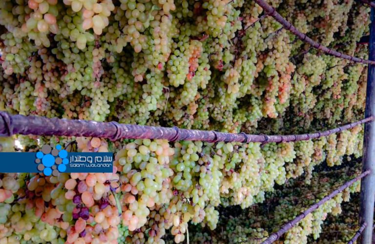 Parvan Grape
