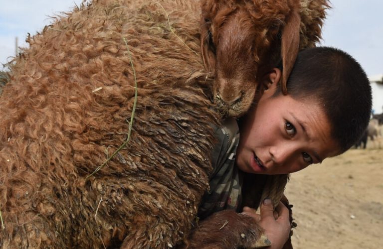 An Afghan boy carries a sheep on his shoulder at a livestock market on September 22, 2015, just ahead of the Eid al-Adha festival in Kabul.