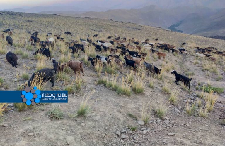 دام‌ها در پروان