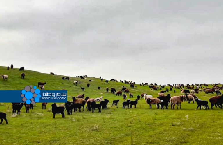 Pastures in Afghanistan