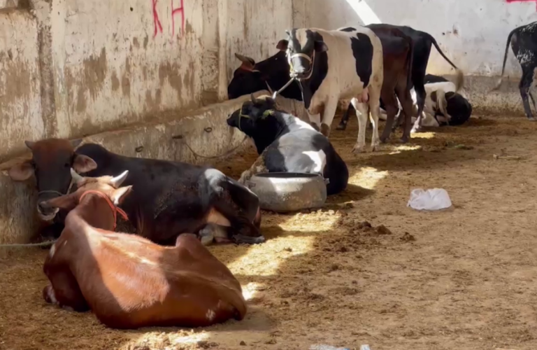 چاروه_چیلیک