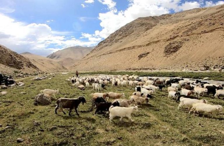 چراگاه خشکیده
