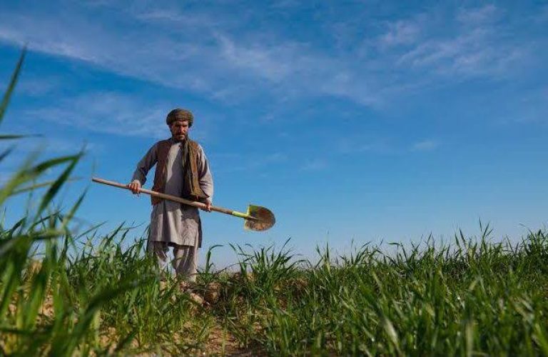 کشاورز