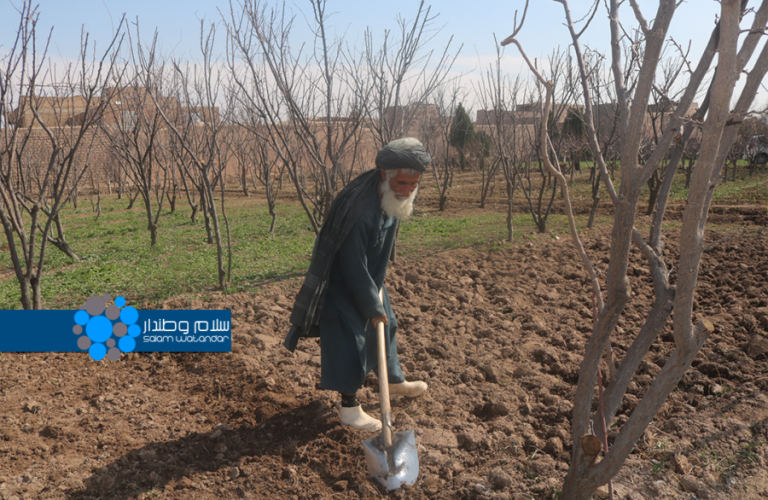 کشاورز در هرات