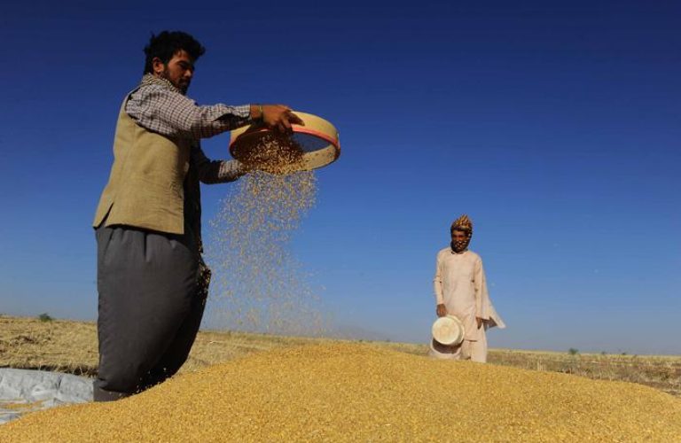 کشاورزان-افغان-جدا-کردن-پوسته-شل-از-برداشت-گندم