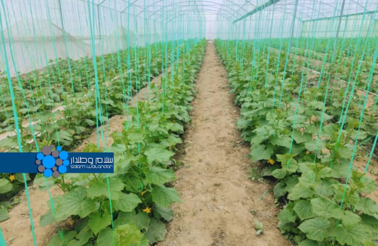 گل‌خانه در فراه